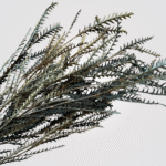 Serrated Grevillea Leaves - Image 3