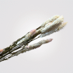 Blush Bunny Tail - Image 2