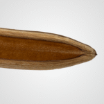 Botanical Canoe - Image 4