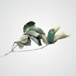 Chestnut Oak Leaves - Image 2