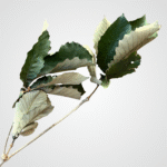 Chestnut Oak Leaves - Image 3