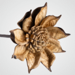 Cottonwood Star - Image 2