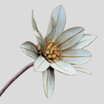 Double Banksia Blossom (White) - Image 3