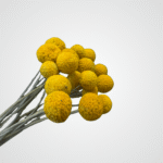 Dried Billy Buttons - Image 2