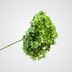 Dried Bloom Accent (Green)