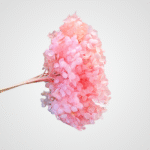 Dried Bloom Accent (Pink)