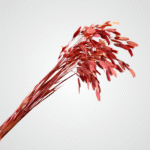 Dried Feather Plumes (Red)