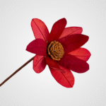 Double Banksia Blossom (Orange)