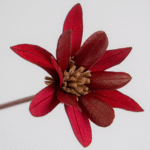 Double Banksia Blossom (Red)