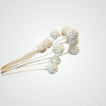 Ivory Globe Amaranth