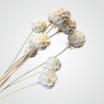 Ivory Globe Amaranth - Image 3