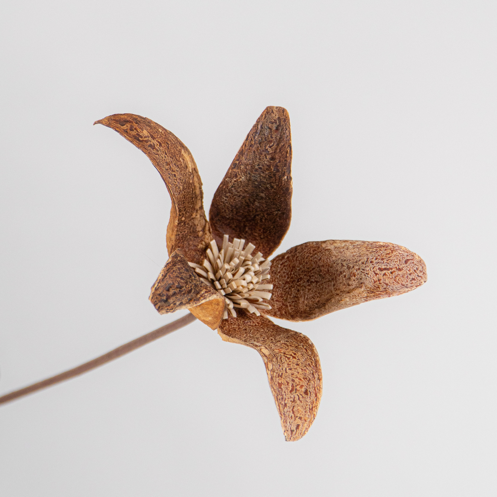 Mahogany Mahogany - Image 1