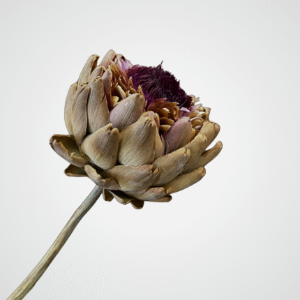 Majestic King Protea