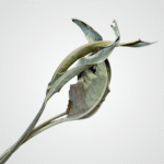 Natural Twisted Leaf