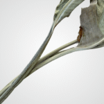 Natural Twisted Leaf - Image 3