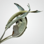 Natural Twisted Leaf - Image 2