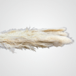 Pampas Plume (White)