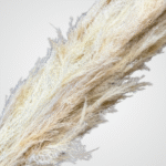 Pampas Plume (White) - Image 2