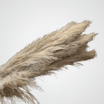 Pampas Plume (Brown) - Image 2