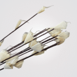 Pussy Conic Pipal - Image 3