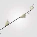 Pussy Conic Pipal - Image 4