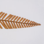 Prong Leaf Wide - Image 3