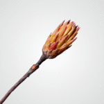 Scarlet Protea Bud