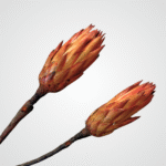 Scarlet Protea Bud - Image 2