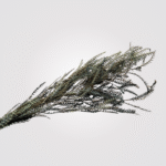 Serrated Grevillea Leaves