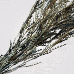 Serrated Grevillea Leaves - Image 2
