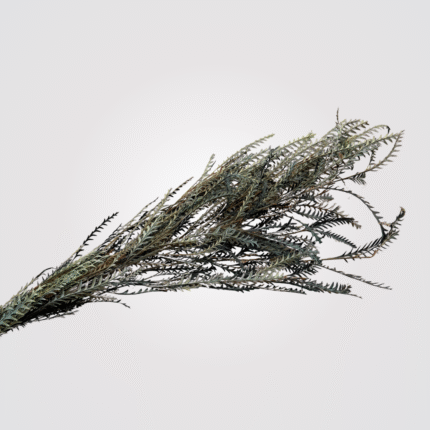 Serrated Grevillea Leaves