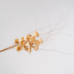 Sanoe Shaving - Image 2