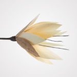 Sweet Palmeri - Image 3