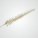 White Celeste Flower