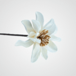 White Magnolia