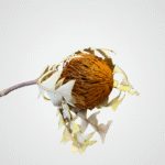 Wild Banksia Pod - Image 3