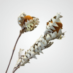 Wild Banksia Pod - Image 4